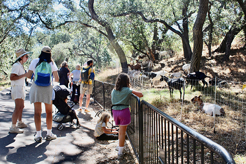 Party Goats are Ready – Brush Clearance and Wildfire Prevention