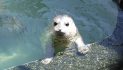 Working to Support Sea Lions and Seals