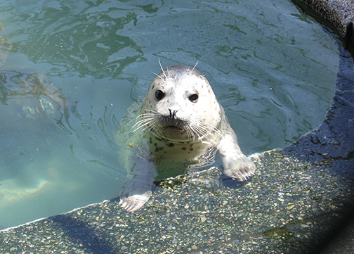 Working to Support Sea Lions and Seals