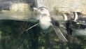 Calling All Animal Lovers – Especially Lovers Of Baby Penguins