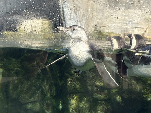 Calling All Animal Lovers – Especially Lovers Of Baby Penguins