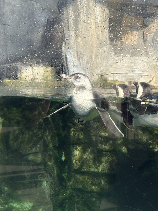 Calling All Animal Lovers – Especially Lovers Of Baby Penguins